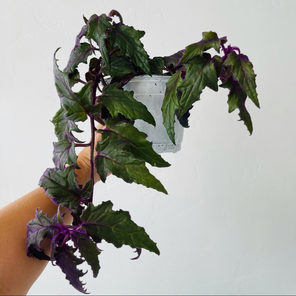 Live!!!  Purple Velvet Potted Plant - Picture 6 of 14